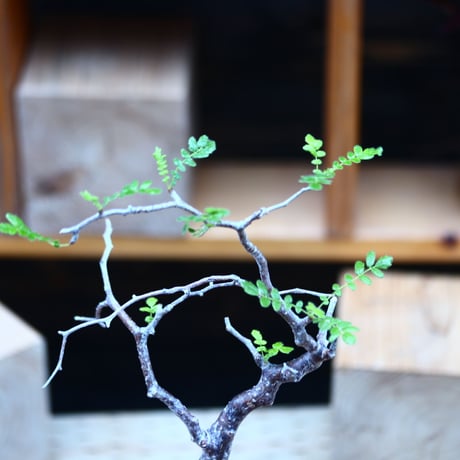 コミフォラ モンストローサ   Commiphora monstrosa   no.82229