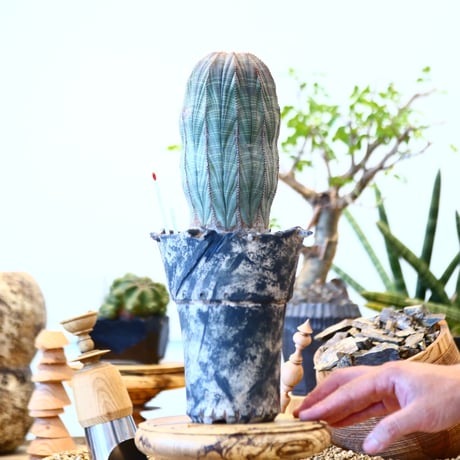 Euphorbia obesa × SPECIMEN LAB ＿ OOPARTS ＿  no.91737
