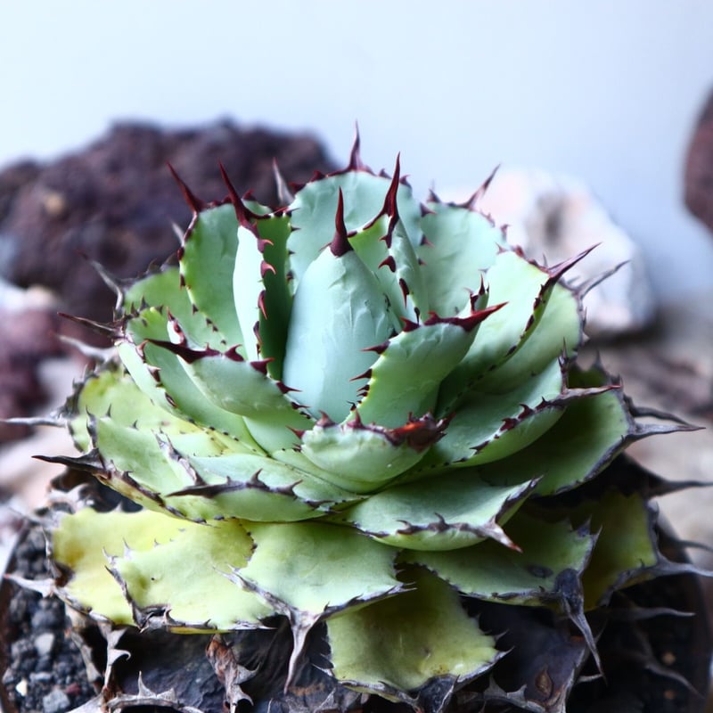アガベ ポタトラム Agave potatorum no.023 | 芽の巣山