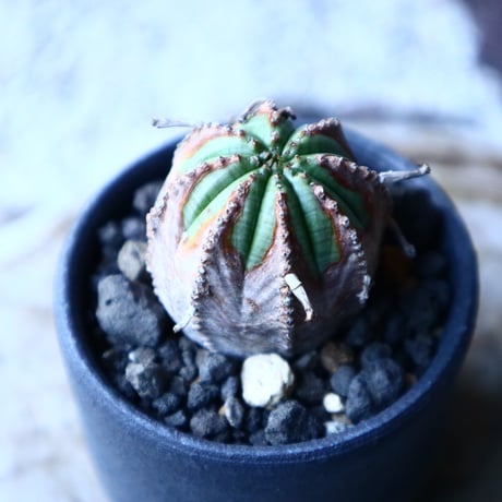 ユーフォルビア  バリダ  hyb.  Euphorbia valida hyb.　no.21654