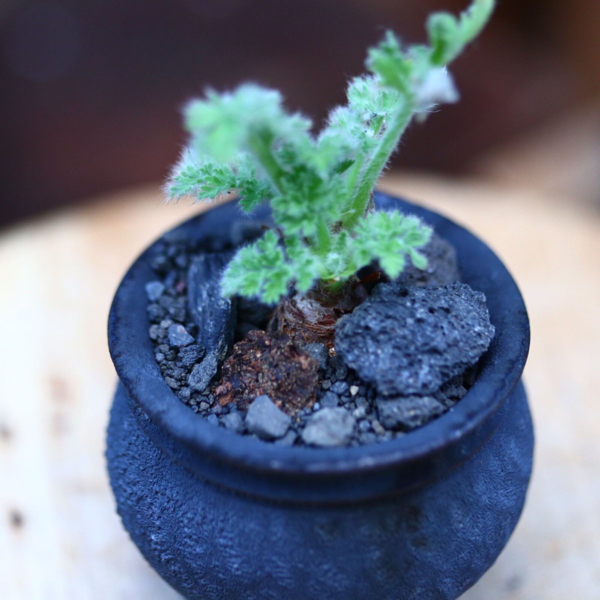 ペラルゴニウム トリステ 実生／Pelargonium triste no.11613 |