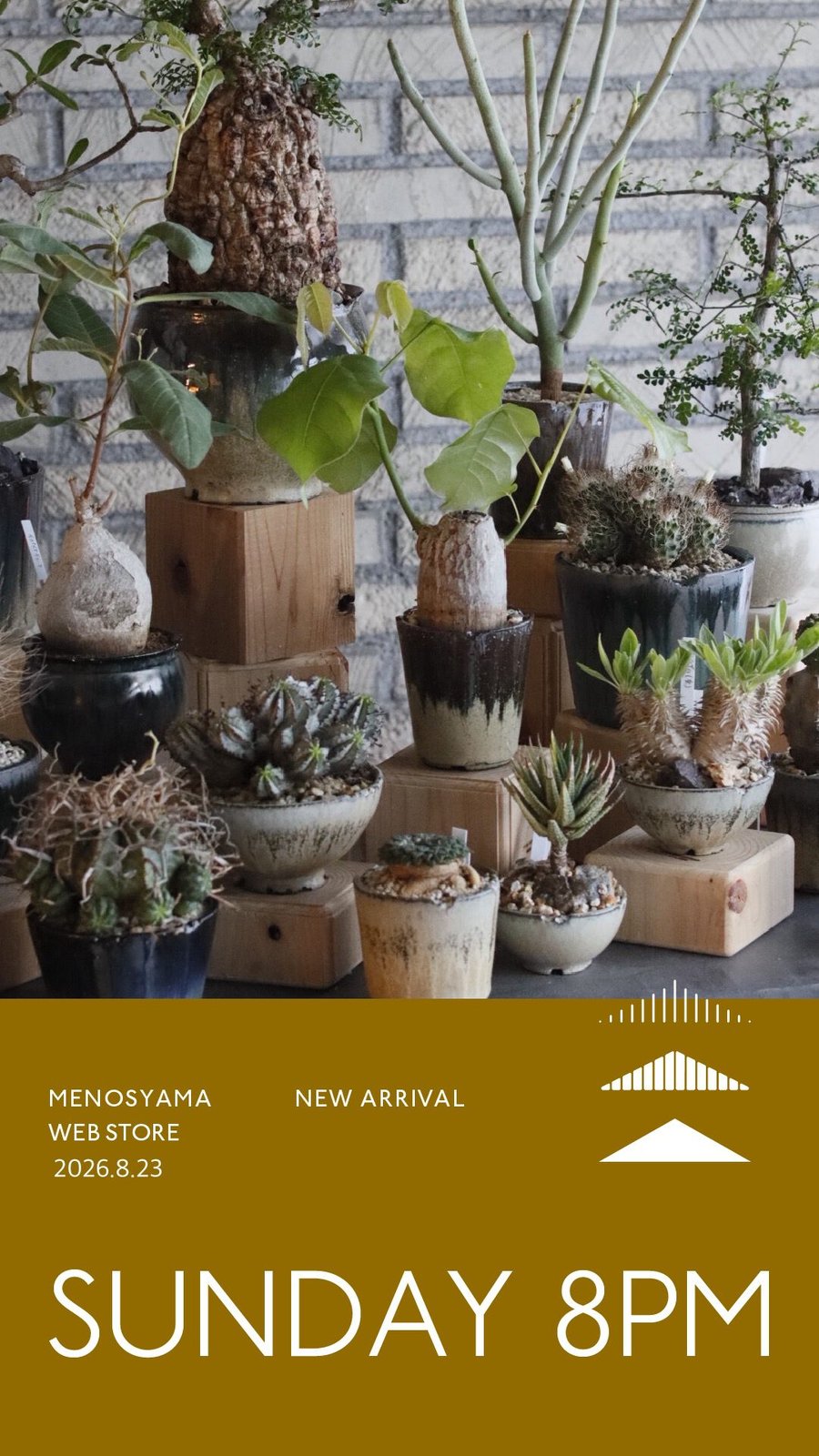 新品 芽の巣山 UEKAE-BO 植え替え棒 新品 芽の巣山 UEKAE-BO 植え替え棒