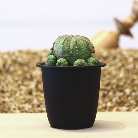 ユーフォルビア  仔吹きシンメトリカ / Euphorbia  symmetrica   no.42319