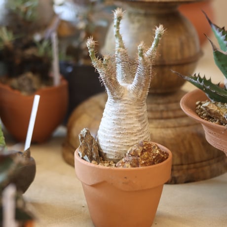 Pachypodium gracilius × YAMABACHI   no.117-7