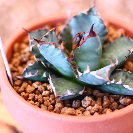 【9/9入荷未発根未活着ベアルート植込み】 Agave titanota 姫厳竜 no.91763