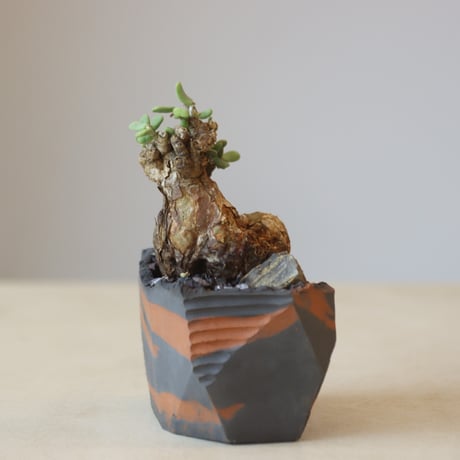 Portulacaria pygmaea × N/OH  no.207-2