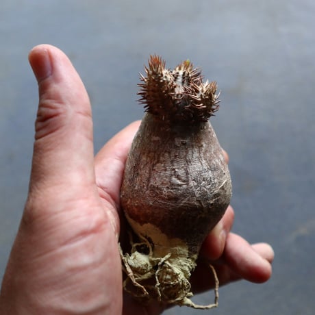 パキポディウム グラキリス 抜苗  Pachypodium rosulatum var. gracilius no.92908