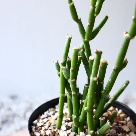 サルコステンマ   ソコトラナム  Sarcostemma socotranum  no.1108