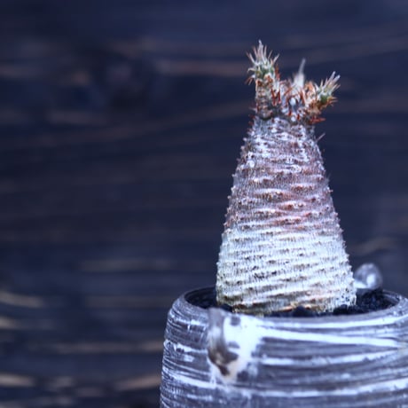 パキポディウム  グラキリス   Pachypodium  gracilius       no.30704