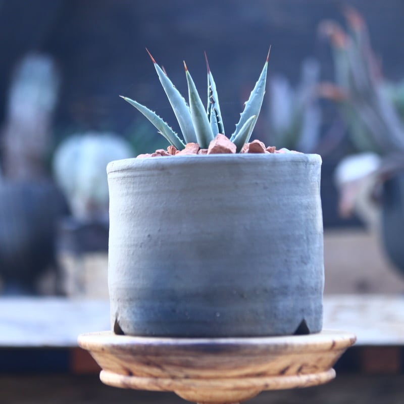 アガベ ユタエンシス ネバデンシス Agave uthaensis var. nevadens