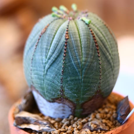 Euphorbia  symmetrica × YAMABACHI   no.123152