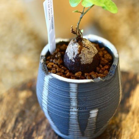 N/OH × Dioscorea elephantipe    no.41465