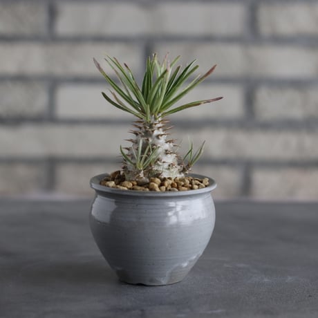 Pachypodium gracilius × N/OH (2.5号)  no.706-36