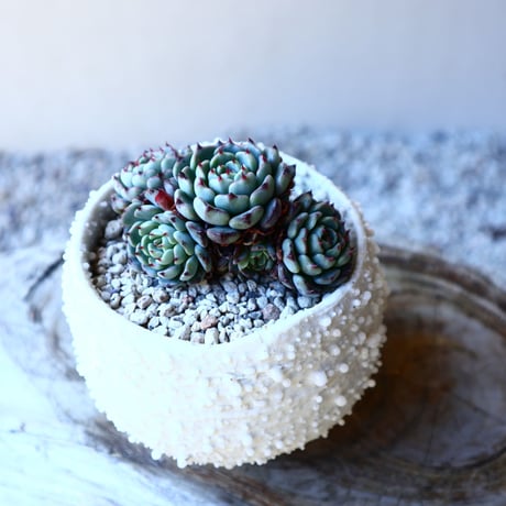 エケベリア ミニマ   Echeveria minima  no.11219