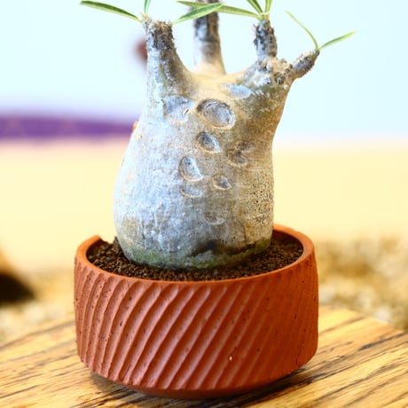 N/OH × Pachypodium  gracilius    no.61834
