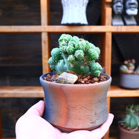 セレウス 金獅子 ／ Cereus variabilis f. monstrosus  no.60526