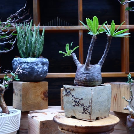 パキポディウム  グラキリス／Pachypodium  gracilius       no.52322