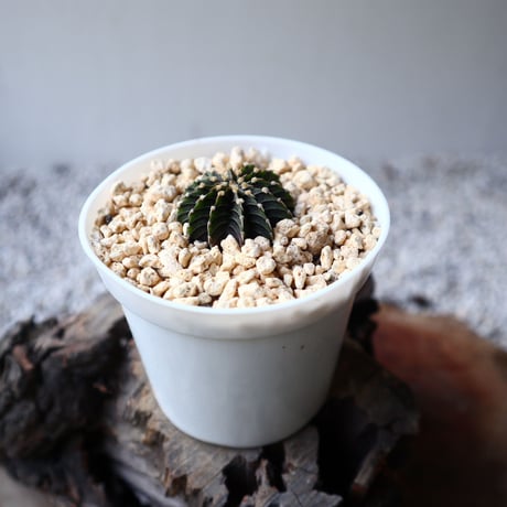 ギムノカリキウム   フィードリッフィーLB2178  Gymnocalycium friedrichii    no.102807
