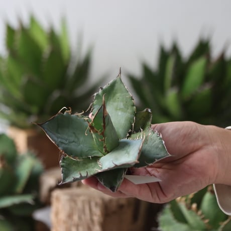 U.S. personal collection Blue (Agave titanota blue) / Style of Chika　no.1206-46