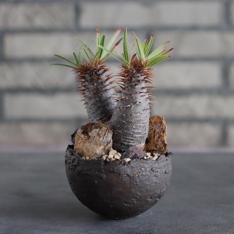 Pachypodium gracilius × takero pot (3号)  no.817-8
