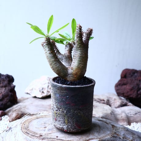 パキポディウム マカイエンセ Pachypodium Makayense  no.102730