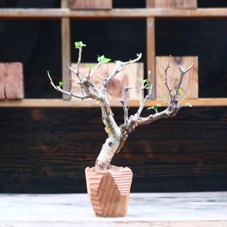 ブルセラ ファガロイデス / Bursera fagaroides / 発根済み　no.40210