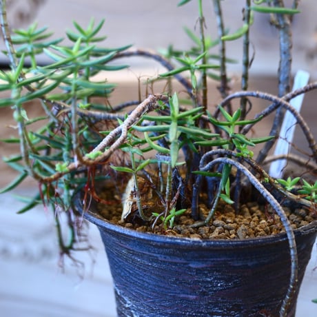 Crassula tetragona × joint pot   no.107112
