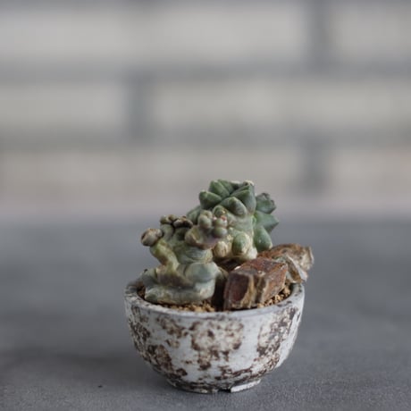 Gymnocalyium cv. Transformer × takero pot (2号)  no.419/79