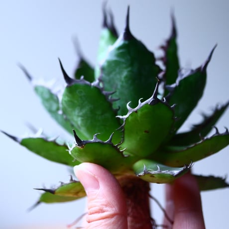 アガベ ホリダ    Agave horrida     no.1025-3