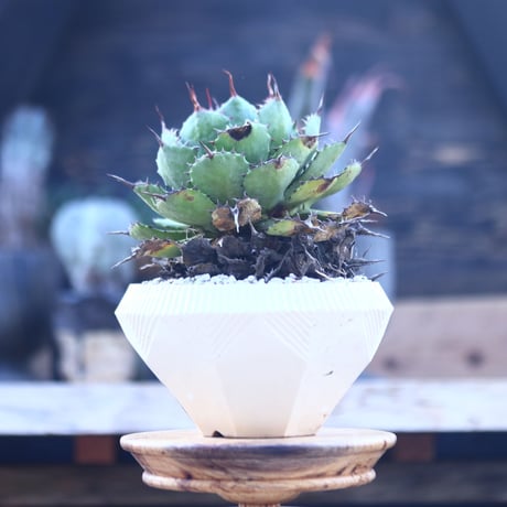 アガベ   ポタトラム    Agave potatorum    no.22812