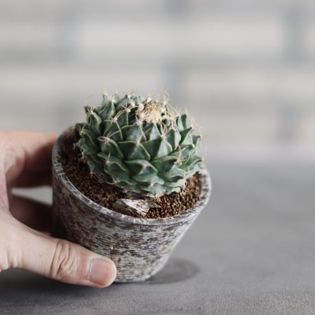 Obregonia denegrii (帝冠) × takero pot (2.5号)  no.823-18