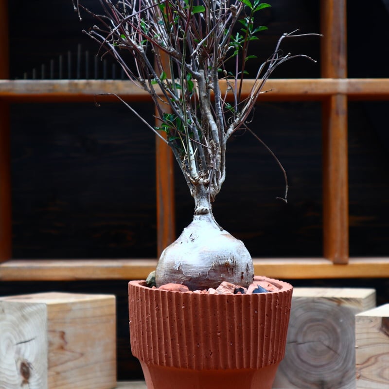 ユーフォルビア マハボボケンシス Euphorbia mahabobokenis 697da8e4914fb1542b36302b228a4c