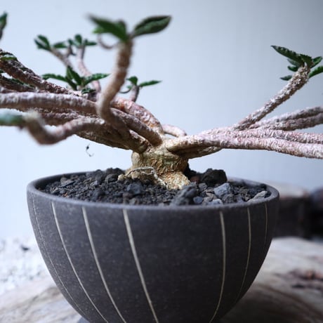 ユーフォルビア デカリー   Euphorbia decaryi   no.112408