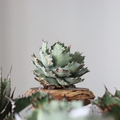 Agave Isthmensis / Style of Chika　no.42183
