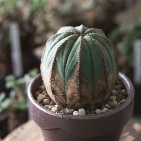 Euphorbia obesa  × YAMABACHI var. 六本芽  no.61610