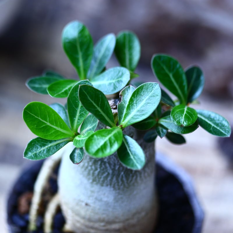 アデニウム アラビカム Adenium arabicum no.71939 | 芽の巣山