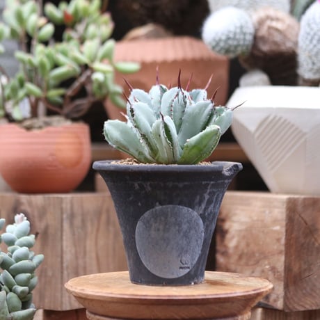 アガベ   キュービック／Agave potatorum f.monstrosa 'cubic'    no112729