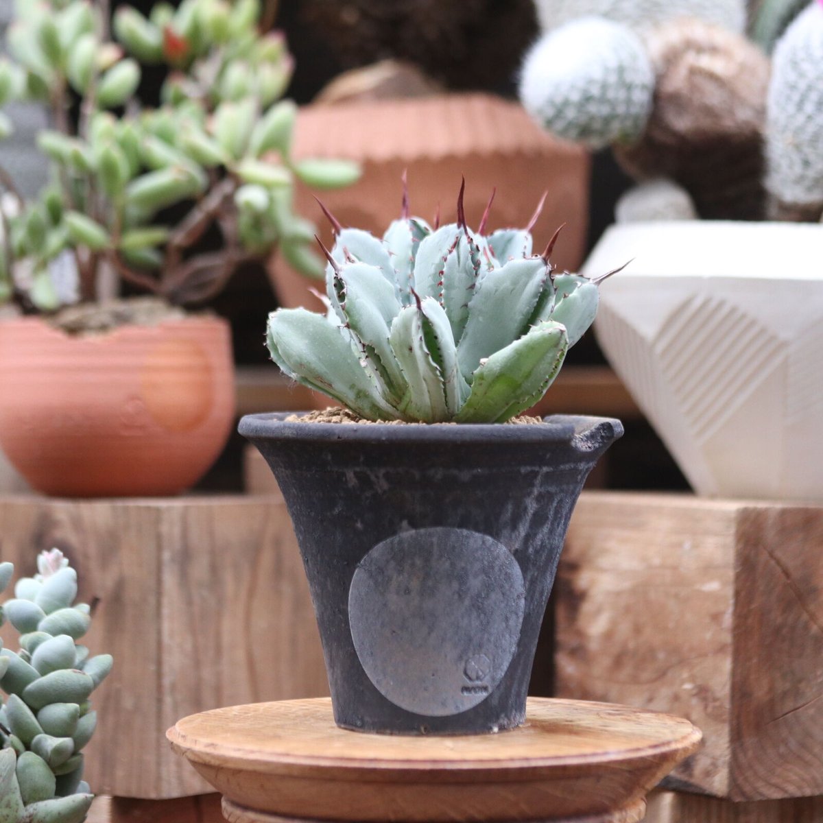 多肉植物　発根済み　「Agave potatorum 'Cubic'」 fit=scale-down,w=1200
