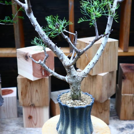 コミフォラ  クラウセリアナ／Commiphora  kraeuseliana   no.62657