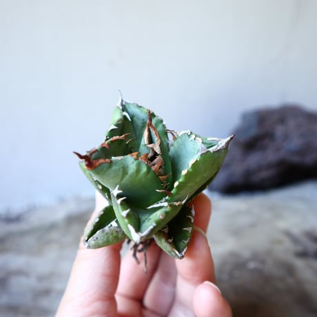 アガベ   チタノタ    Agave  titanota     no.111001