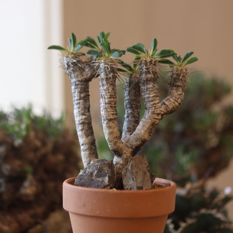 Euphorbia guillauminiana × YAMABACHI  no.81886