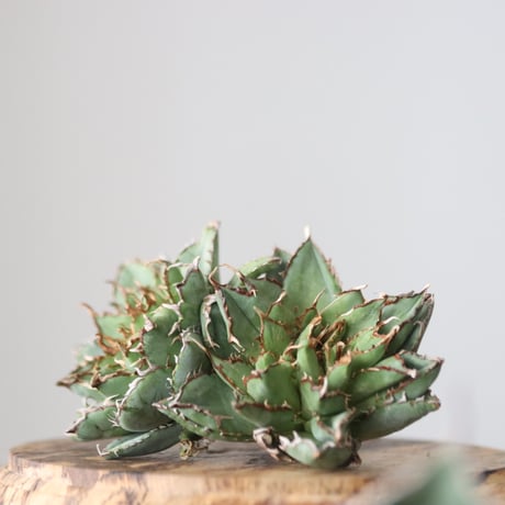 Agave titanota filigree Devil/ Style of Chika　no.42135