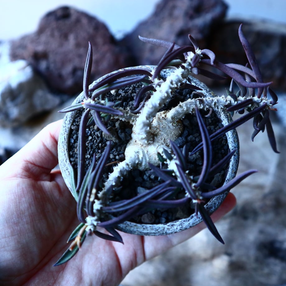 5e5a2aa35d485c55f8826944