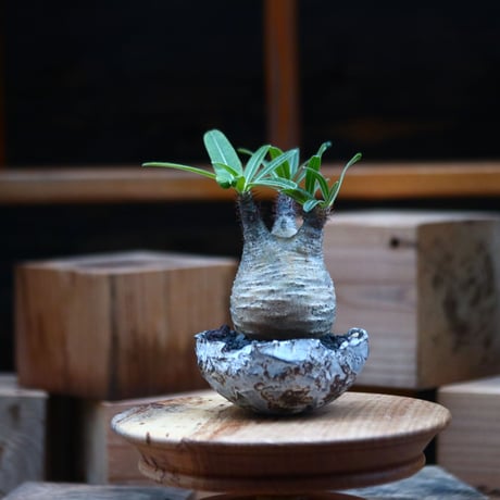 パキポディウム  グラキリス ／Pachypodium  gracilius     no.102461