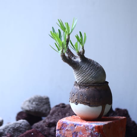 パキポディウム グラキリス   Pachypodium rosulatum var. gracilius no.53107