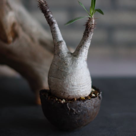Pachypodium gracilius × takero pot (3号)  no.601/5