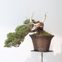 真柏 / YOSHIZAWA3-SHOHINBONSAI   no.223-51
