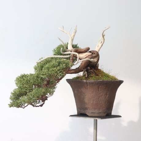 真柏 / YOSHIZAWA3-SHOHINBONSAI   no.223-51