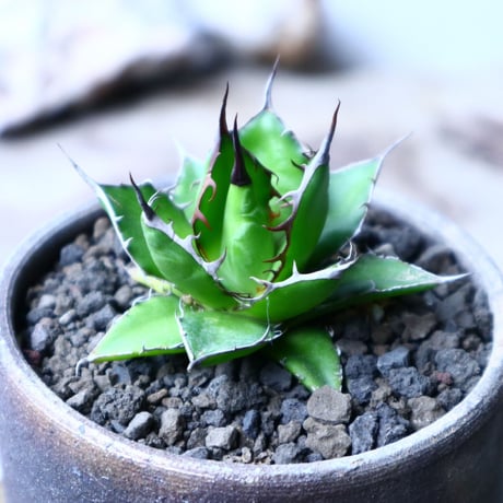 アガベ ホリダ   Agave horrida   no.102722