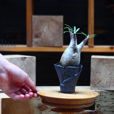 パキポディウム  グラキリス／Pachypodium  gracilius       no.82213